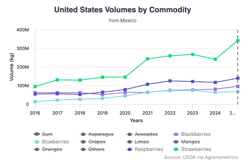 El auge de las berries en México continúa mientras la producción se proyecta al alza en 2026