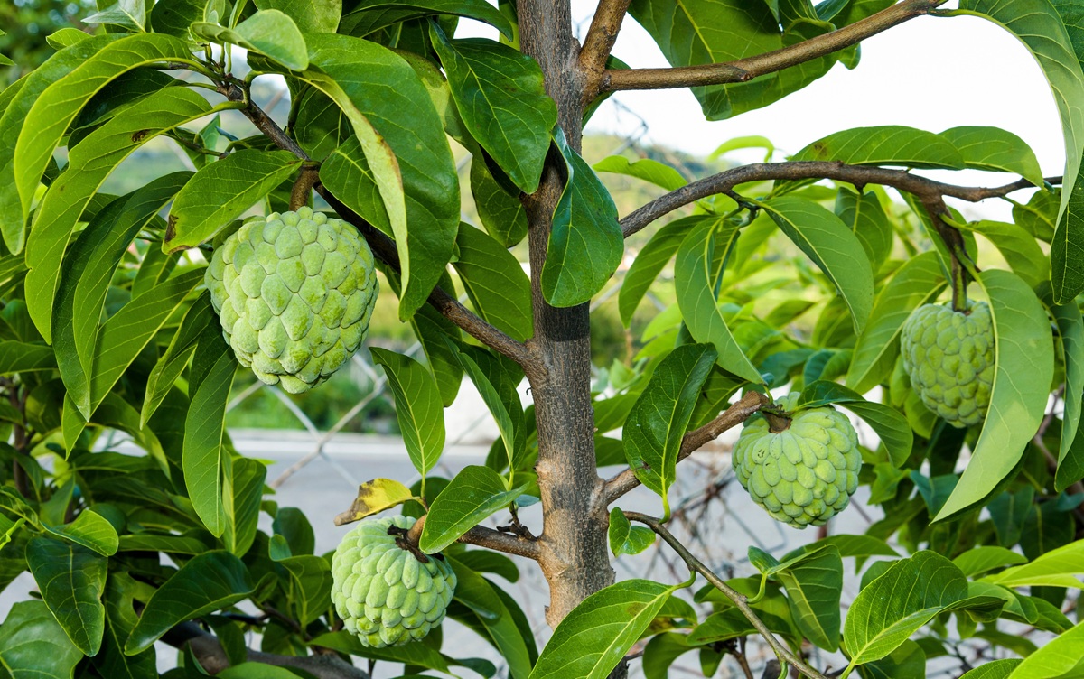 Michoacán lidera la producción de chirimoya en México