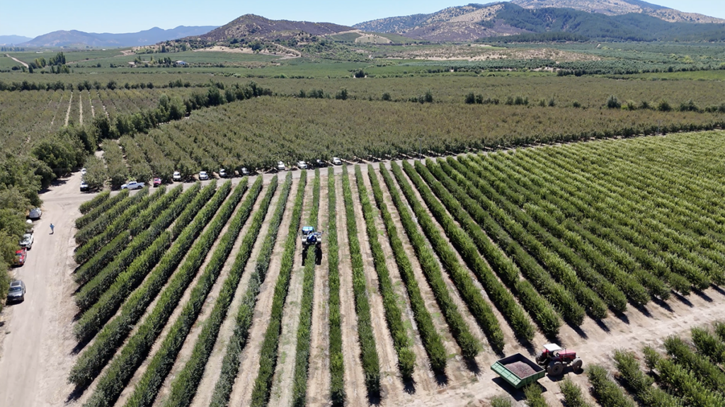 Sistema en seto reduce hasta 30% los costos del ciruelo D’Agen y marca la diferencia en eficiencia productiva