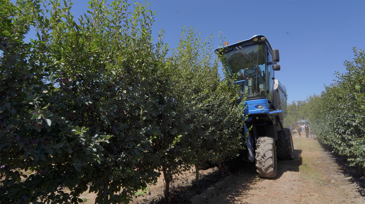 Sistema en seto reduce hasta 30% los costos del ciruelo D’Agen y marca la diferencia en eficiencia productiva 6 Sistema en seto reduce hasta 30% los costos del ciruelo D’Agen y marca la diferencia en eficiencia productiva