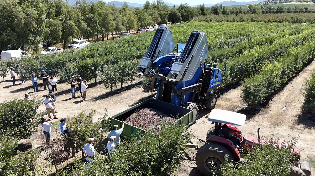 Sistema en seto reduce hasta 30% los costos del ciruelo D’Agen y marca la diferencia en eficiencia productiva 3 Sistema en seto reduce hasta 30% los costos del ciruelo D’Agen y marca la diferencia en eficiencia productiva