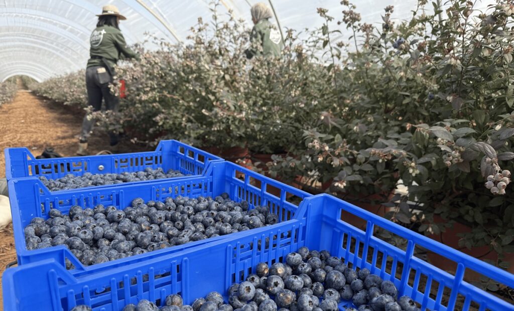 Plus Berries inicia campaña de arándanos 2026 marcada por lluvias y retraso en la maduración en Huelva