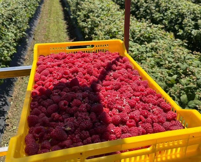 El renacer de la frambuesa chilena