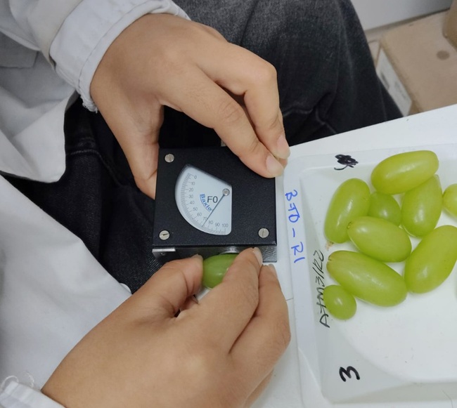 INIA evalúa producir uva de mesa con la mitad del agua en la zona central de Chile