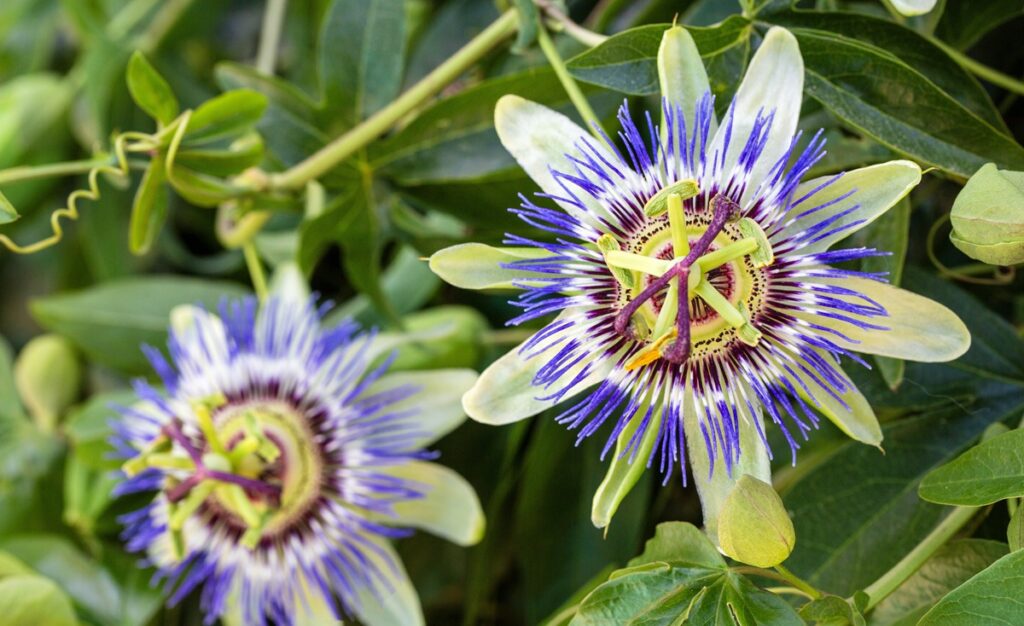 Gulupa: estudio revela que el cultivo requiere solo el 37% del nitrógeno que se aplica habitualmente