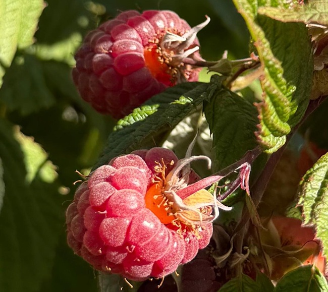 El renacer de la frambuesa chilena