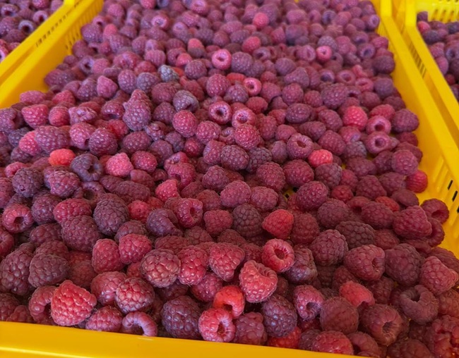 El renacer de la frambuesa chilena