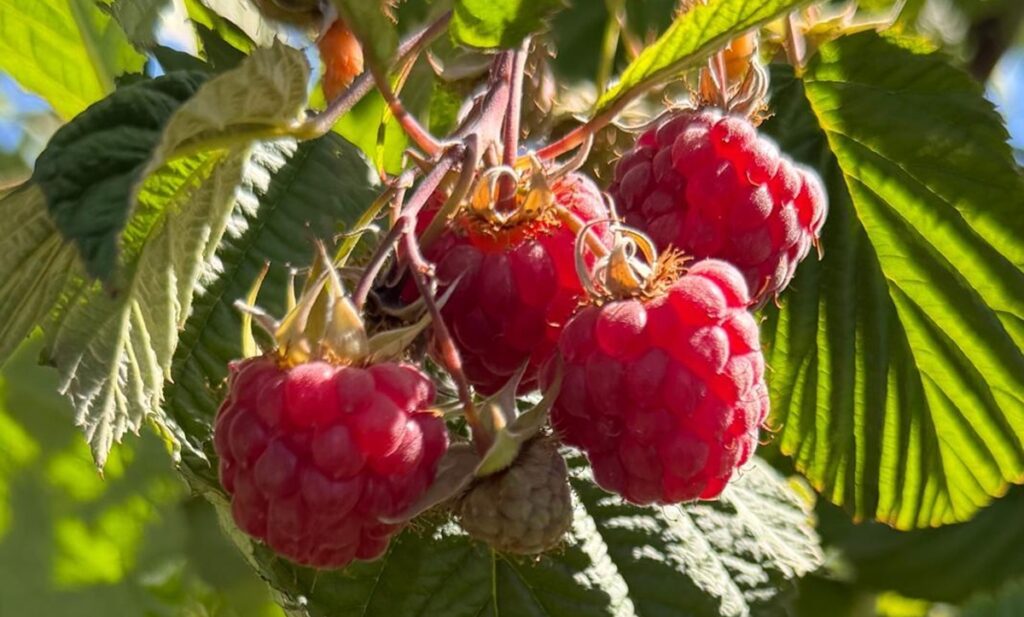 El cambio productivo que impulsa el renacimiento de la frambuesa chilena