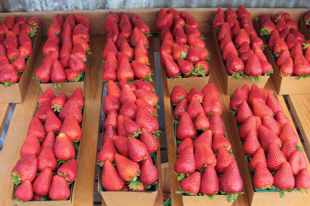 Se espera que la industria de la fresa en Estados Unidos tenga un 2026 en expansión, pero con dificultades