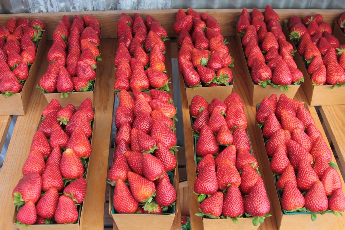 ANEBERRIES aclara alcance de investigación antidumping de Estados Unidos a fresas mexicanas