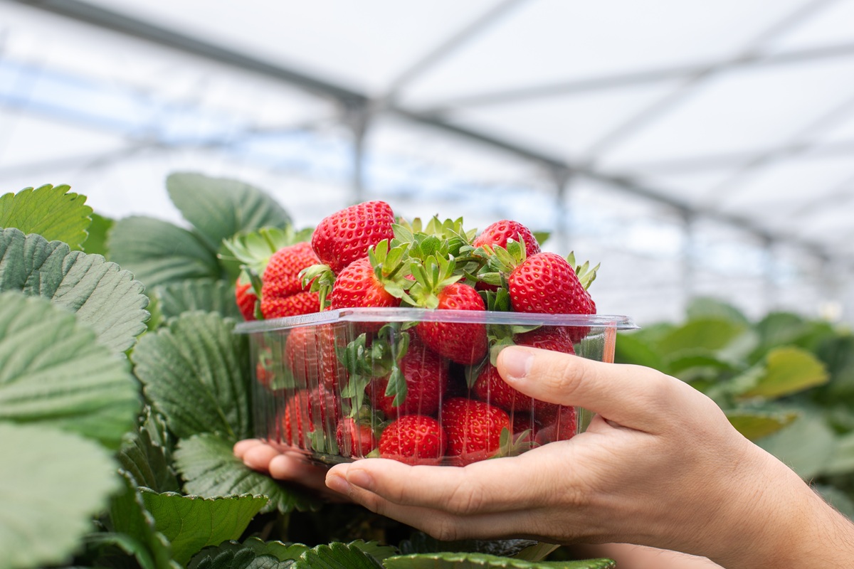 ANEBERRIES aclara alcance de investigación antidumping de Estados Unidos a fresas mexicanas