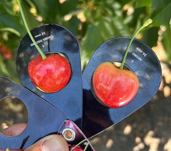Nueva variedad de cereza irrumpe en la industria chilena