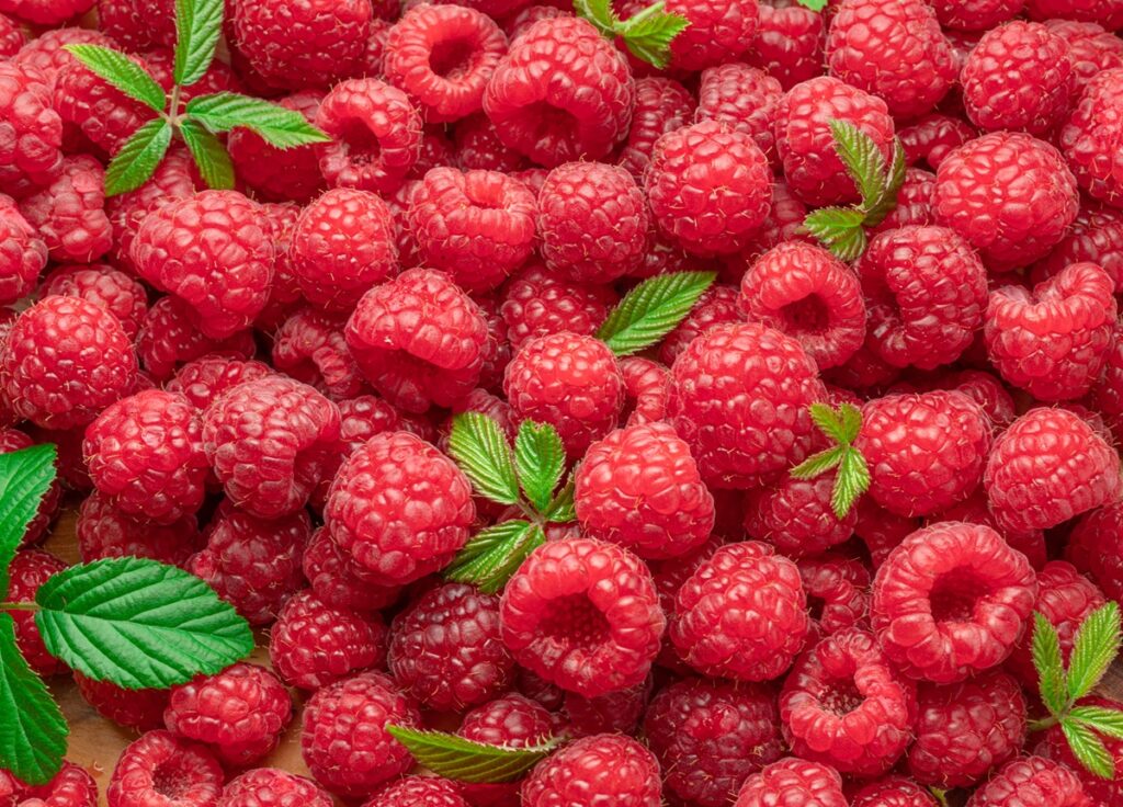 Arándanos y frambuesas impulsan expansión de la producción de berries en México
