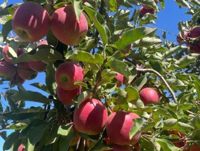 Manzana Story® gana interés en Chile por su potencial productivo y sustentable