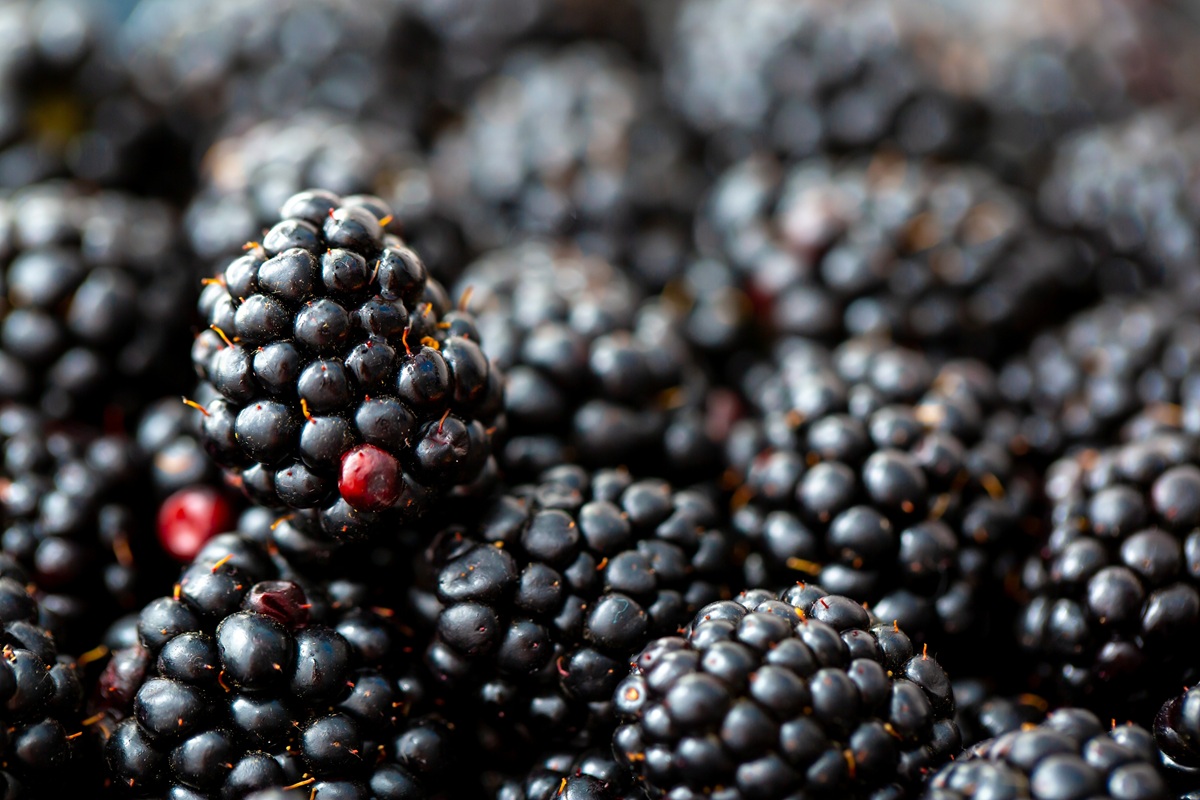 Arándanos y frambuesas impulsan expansión de la producción de berries en México