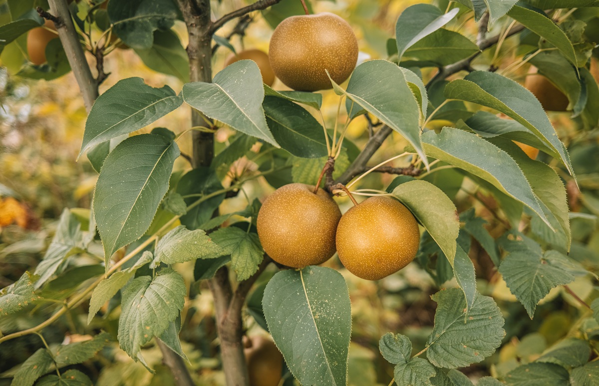 China enfrenta exceso de oferta en peras mientras crecen las exportaciones a Asia y Rusia