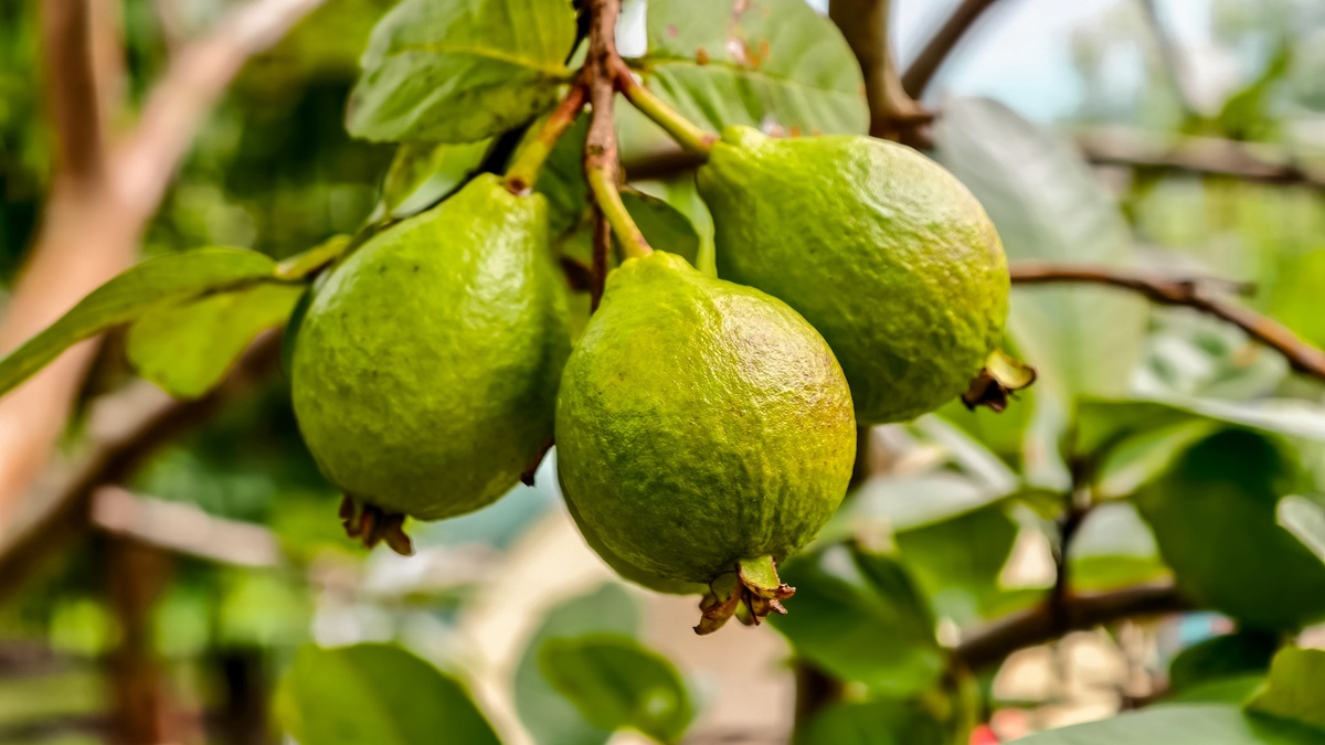 Luz UVC modulada surge como alternativa sostenible para controlar la antracnosis en guayaba