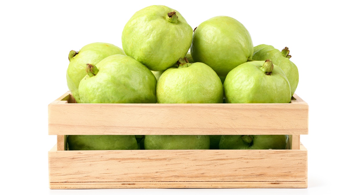 Luz UVC modulada surge como alternativa sostenible para controlar la antracnosis en guayaba