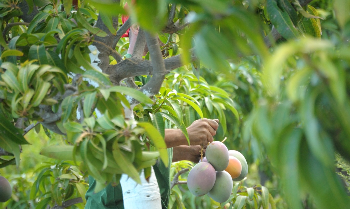 Radiación solar y contenedores refrigerados: el problema invisible en la exportación de mangos