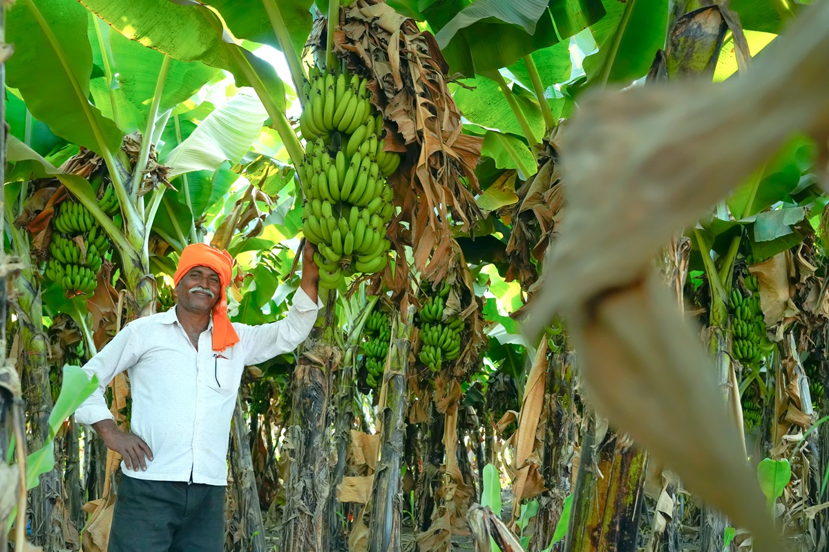 Crisis naviera detiene rutas hacia Medio Oriente para la mayor exportación frutícola de India: el banano