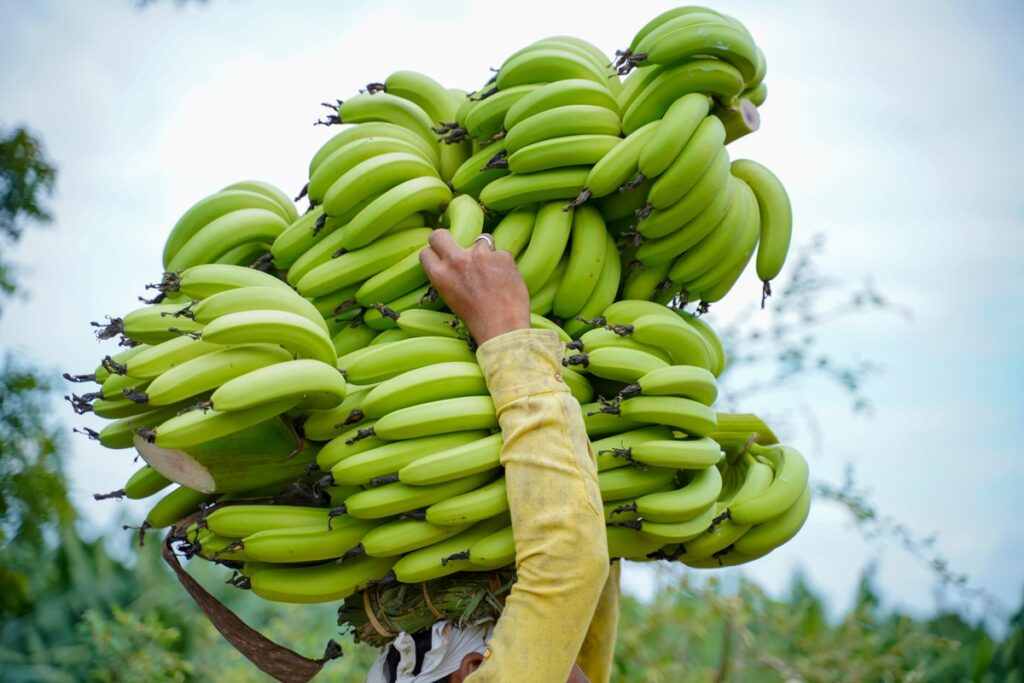 Crisis naviera detiene rutas hacia Medio Oriente para la mayor exportación frutícola de India: el banano