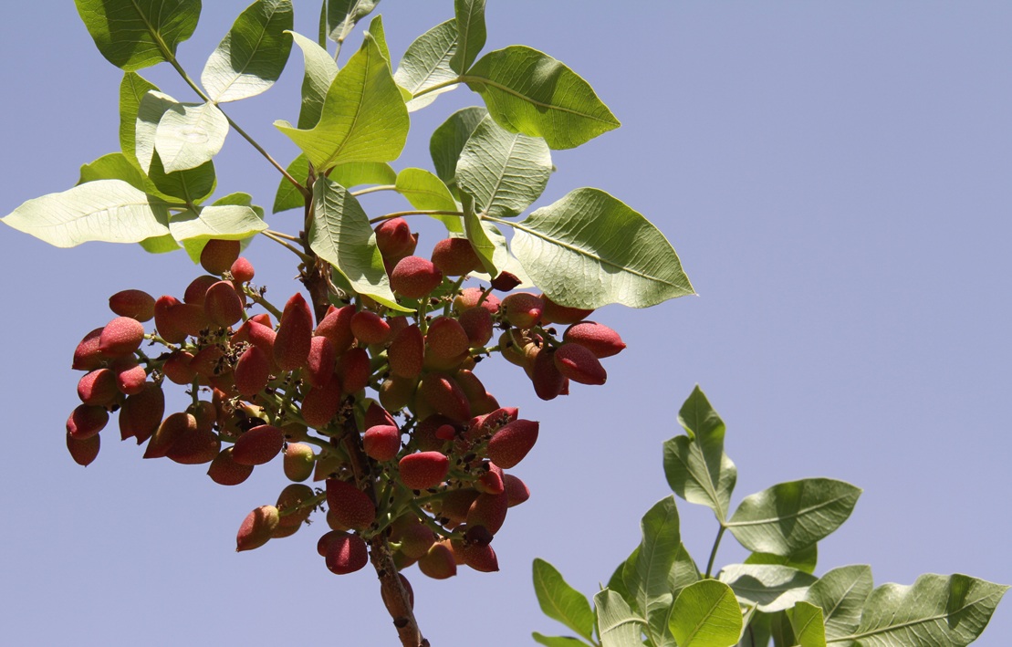 Escasez de agua complica la producción de pistachos en Irán