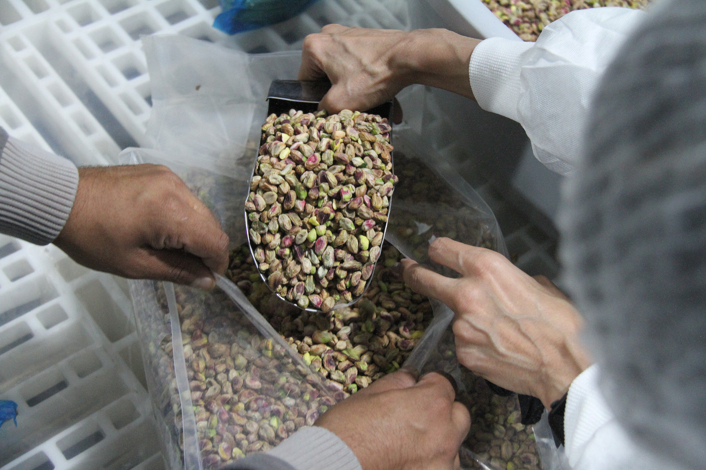 Escasez de agua complica la producción de pistachos en Irán
