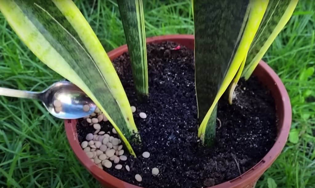 crecimiento de raíces