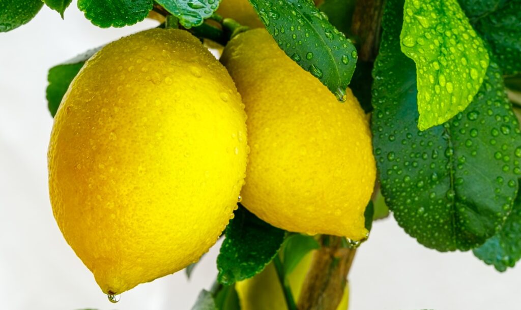 Lluvias extremas en Tucumán frenan la cosecha de cítricos en Argentina y retrasan el ingreso a los mercados