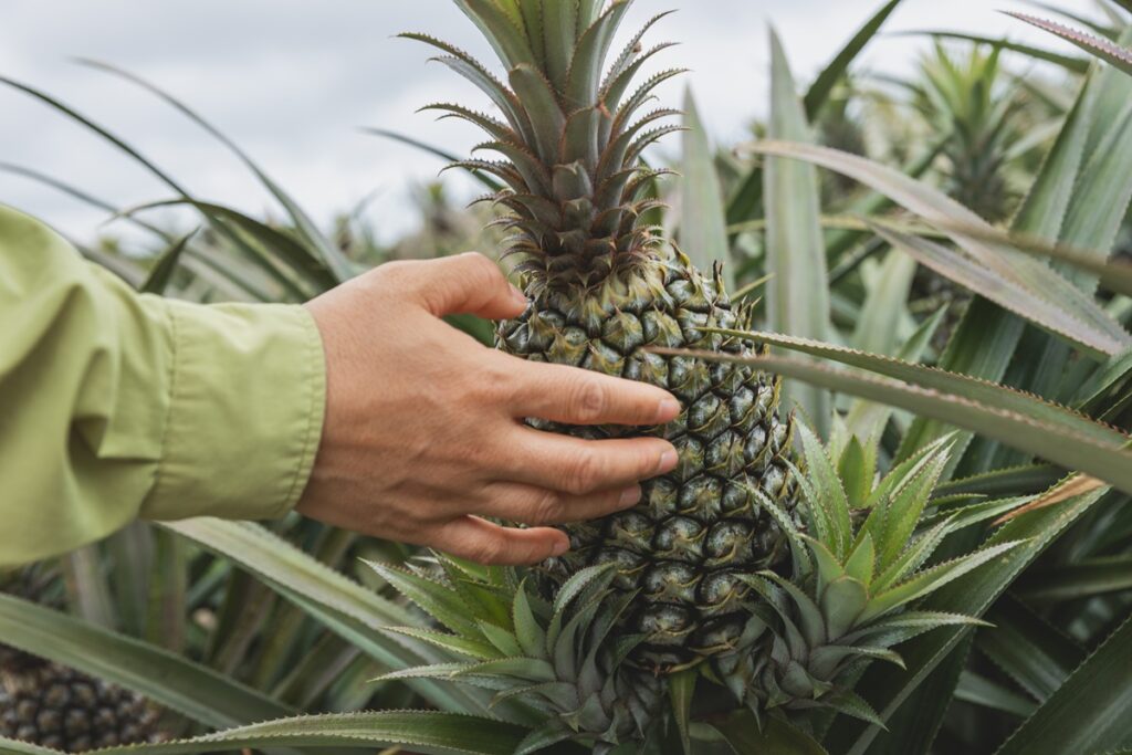 Mercado mundial de la piña: exportaciones bajan en 2025 y la demanda impulsará el crecimiento hacia 2035