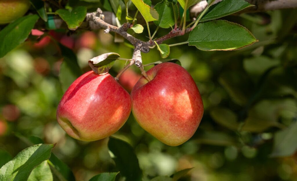 T&G Global inicia con fuerza la temporada 2026 de manzanas premium y proyecta sólidos retornos para productores