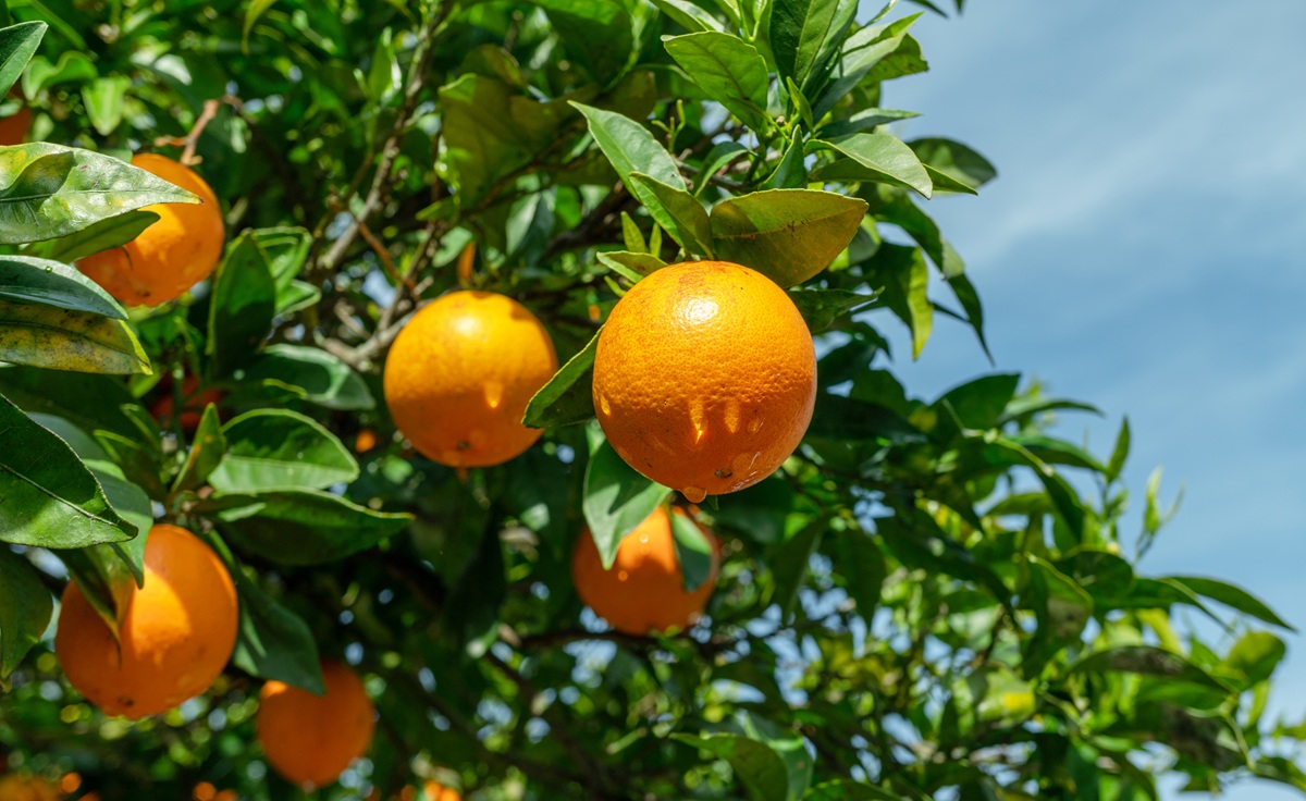 Temporada 2025/26 de naranjas en Brasil entra en su fase final con menor oferta y caída en precios a la industria