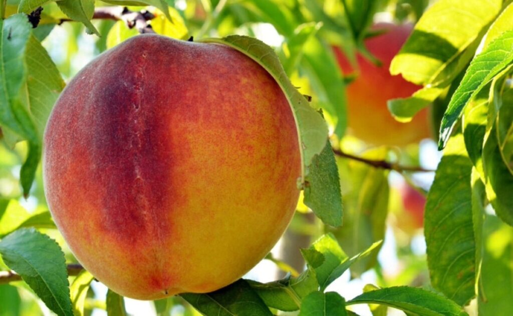 Tras la salida de Del Monte Foods, productores de duraznos en California evalúan eliminar huertos en medio de la crisis del sector