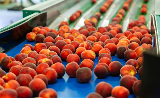 Tras la salida de Del Monte Foods, productores de duraznos en California evalúan eliminar huertos en medio de la crisis del sector