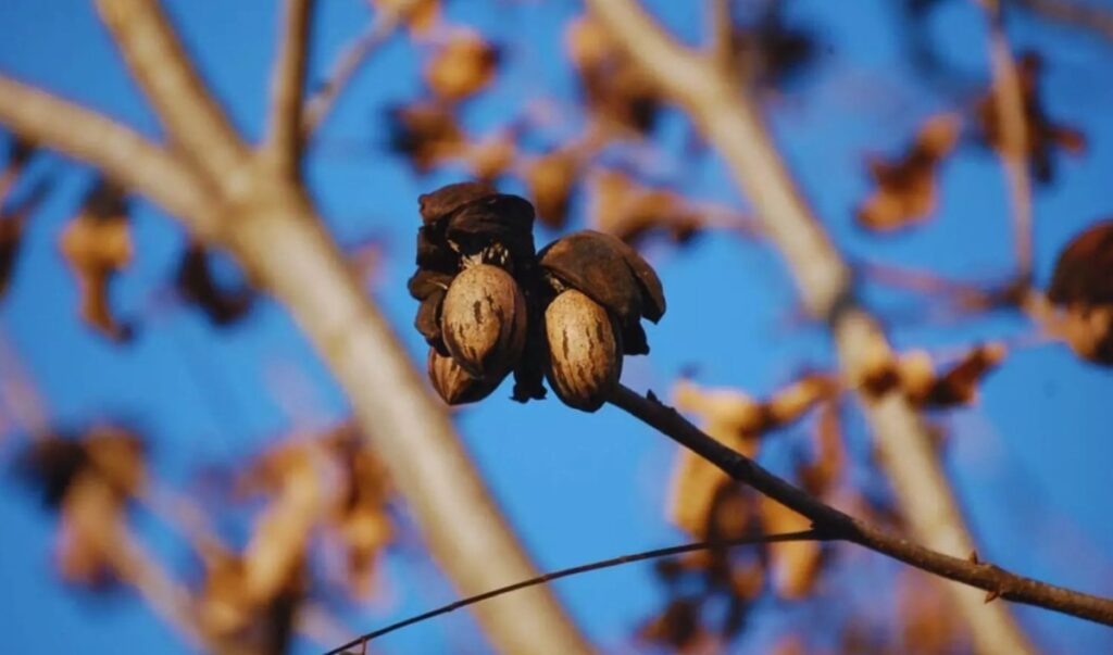 Argentina consolida su industria del pecán con foco exportador y creciente adopción tecnológica