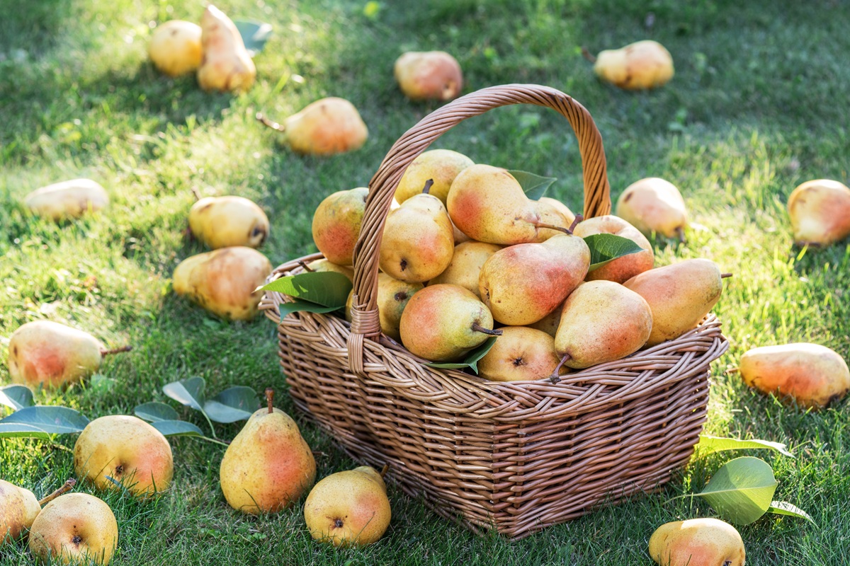 China enfrenta exceso de oferta en peras mientras crecen las exportaciones a Asia y Rusia