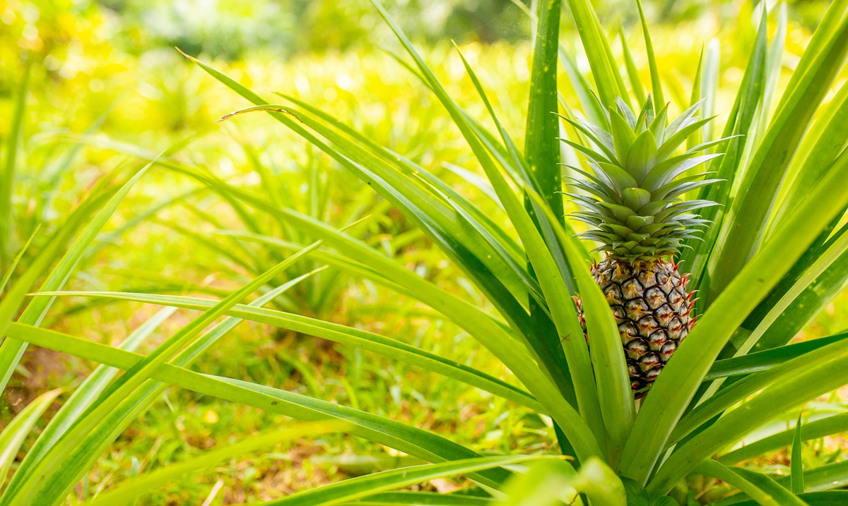 Exportaciones de piña de Costa Rica fortalecen su seguridad logística ...