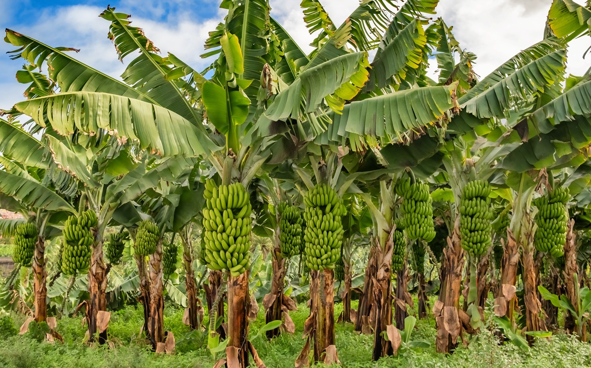 Brasil y Ecuador investigarán variedades de banano resistentes a enfermedades graves