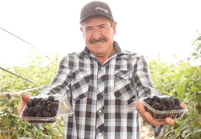 Qué caracteriza a Black Yosemite® Entre sus principales atributos agronómicos destaca su alta capacidad productiva, con un potencial de alcanzar hasta 15.000 cajas por hectárea desde el primer año. A esto se suma su precocidad, que permite iniciar la cosecha unos cuatro meses después de la plantación, favoreciendo la entrada temprana al mercado.