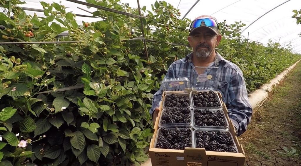Black Yosemite®: nueva variedad de zarzamora destaca por precocidad, alto rendimiento y larga vida postcosecha