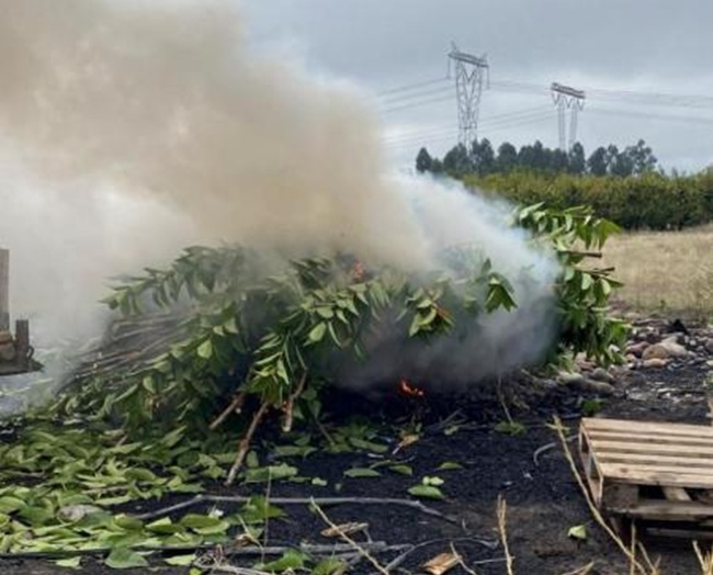 Nuevo caso de propagación ilegal de material vegetal en Chile, ahora en cerezas