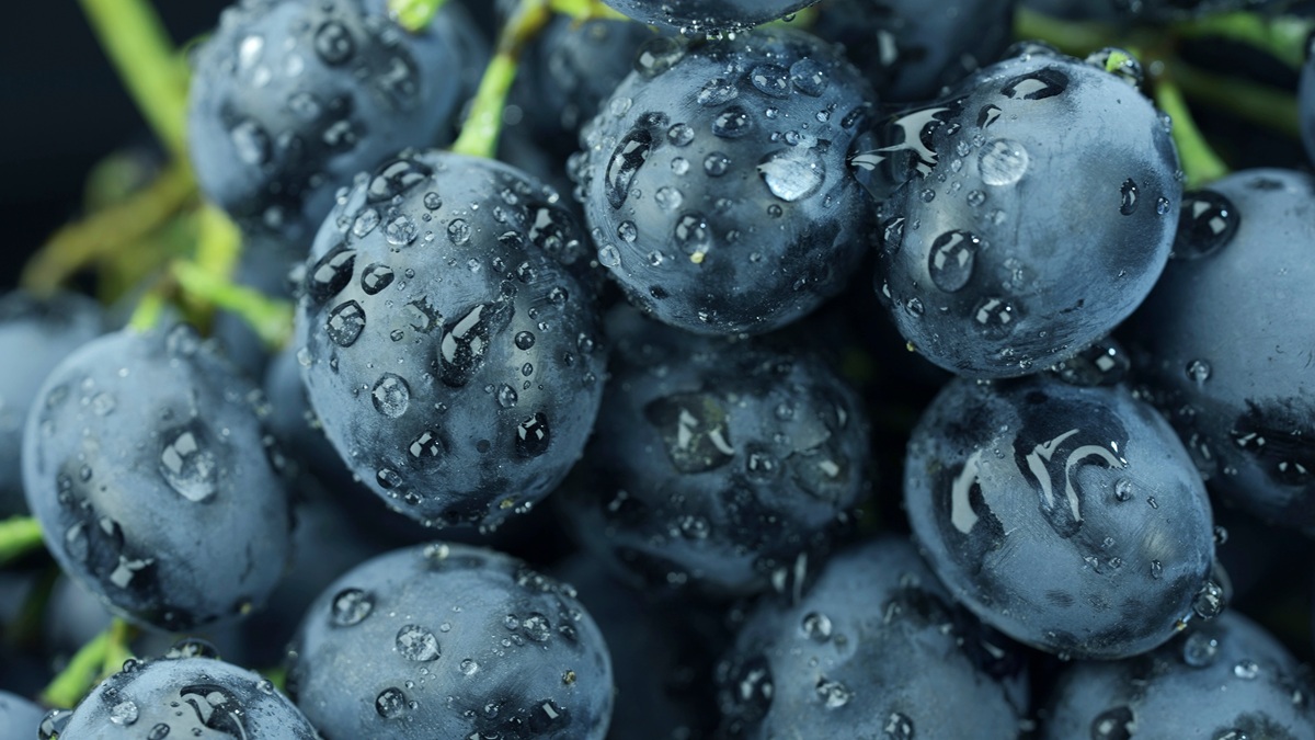 Exportaciones chilenas de uva de mesa caerían en 5 millones de cajas tras lluvias de marzo