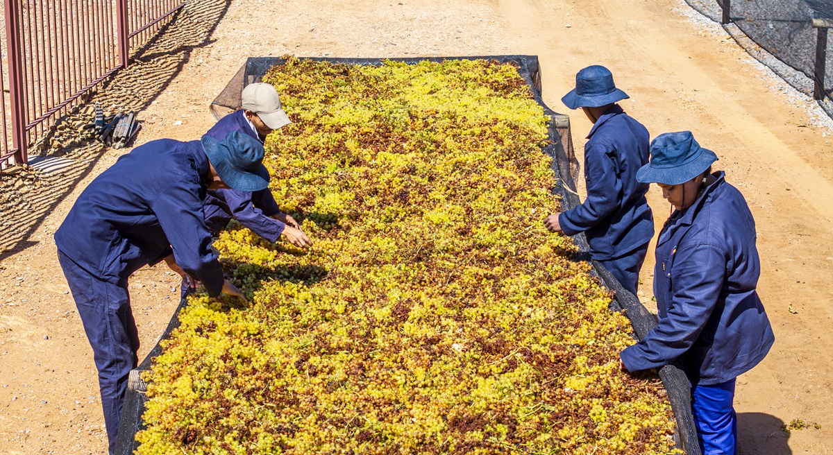 Sudáfrica ajusta a la baja su previsión de pasas 2025/26, pero mantiene ambiciosas metas de crecimiento