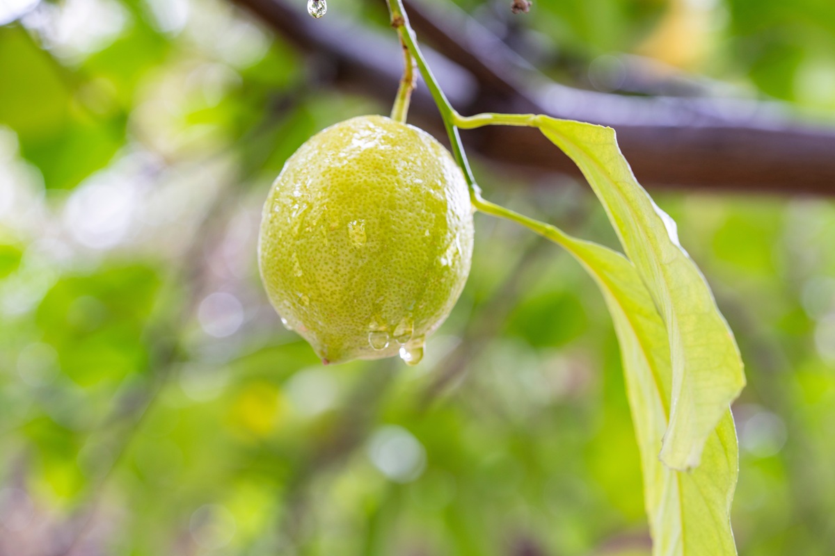 Lluvias extremas en Tucumán frenan la cosecha de cítricos en Argentina y retrasan el ingreso a los mercados