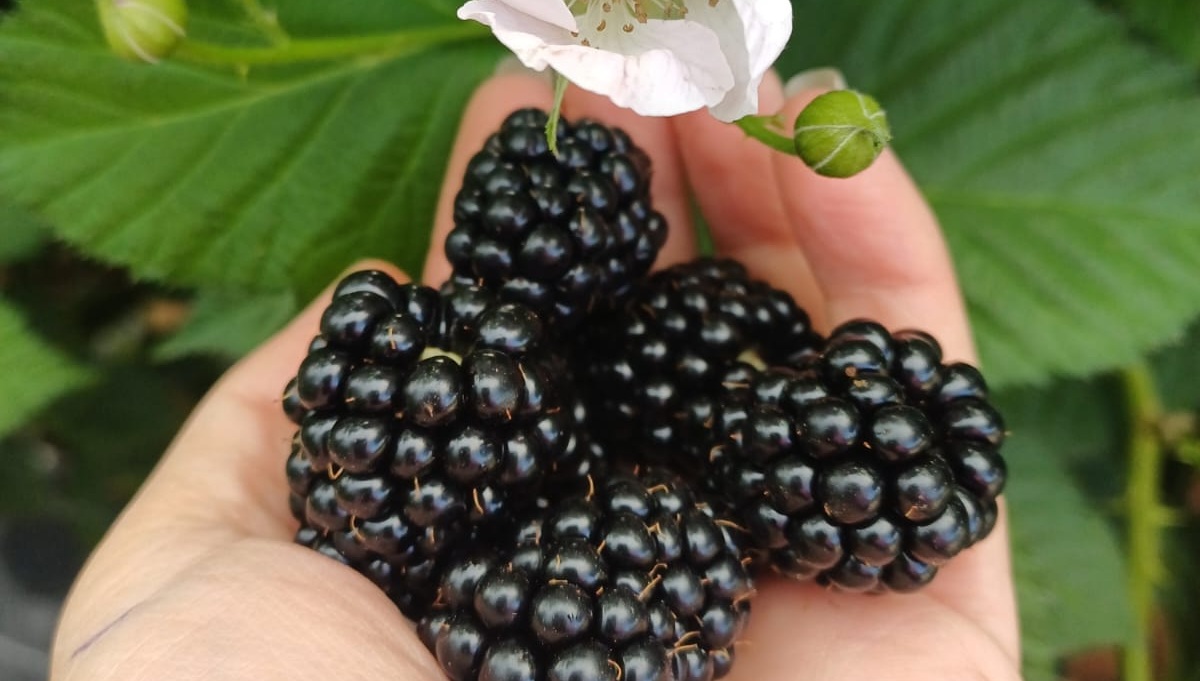 Black Yosemite® nueva variedad de zarzamora destaca por precocidad, alto rendimiento y larga vida postcosecha