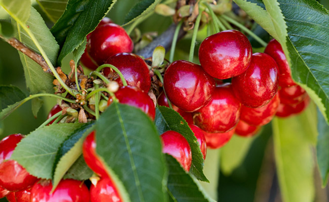 Cerezas: la innovación que está redefiniendo la categoría