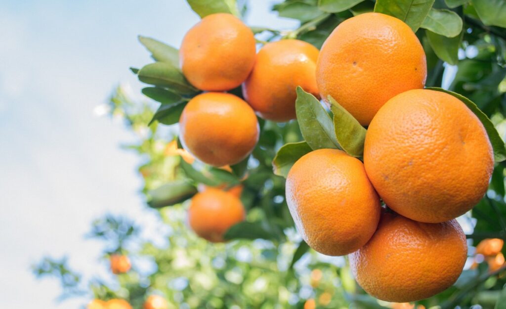 Cítricos uruguayos crecerían con fuerza hacia 2035 y hay buenas perspectivas para 2026