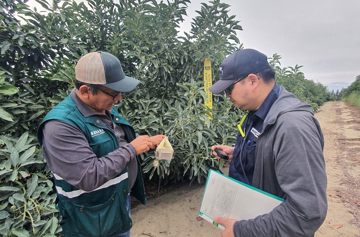 Japón autoriza exportación de palta Hass peruana para la campaña 2026