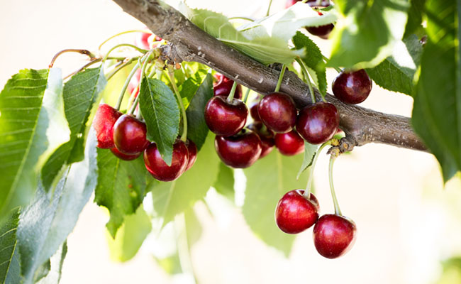 Cerezas: la innovación que está redefiniendo la categoría