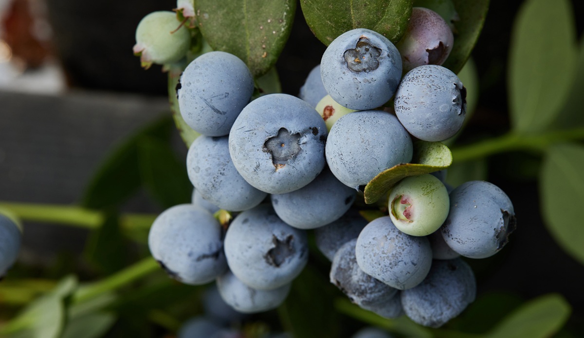Variedad de arándano de temporada temprana a media se incorpora al portafolio comercial de Fall Creek®